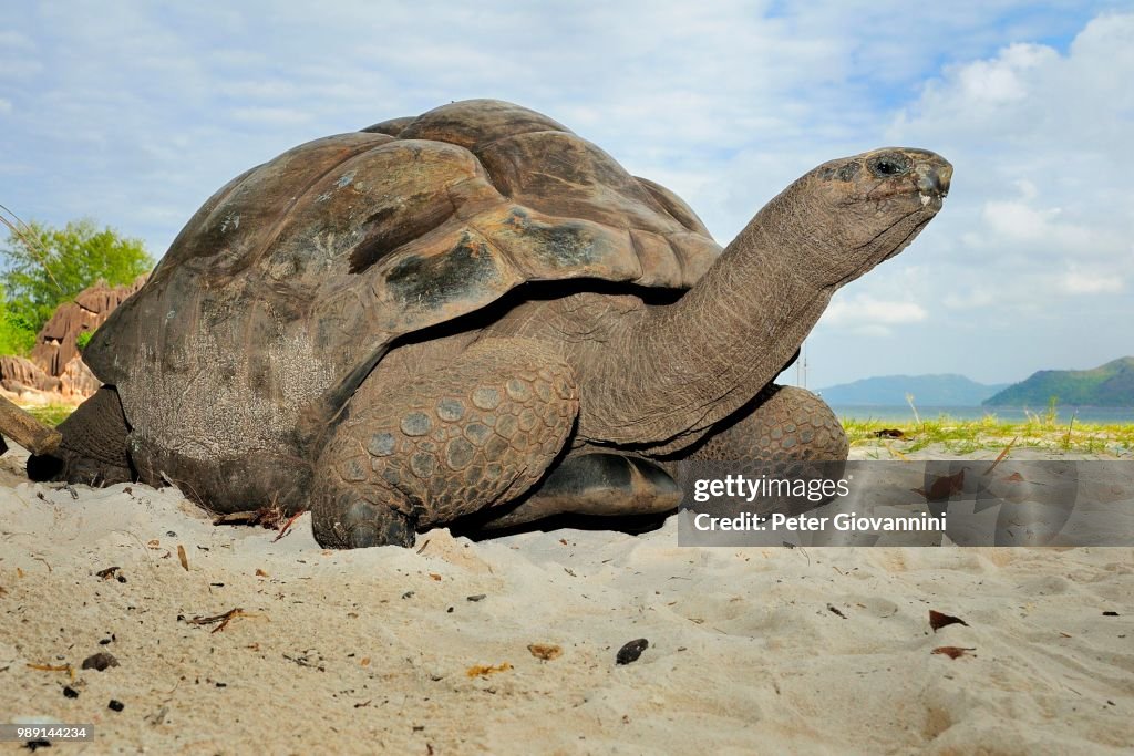 Aldabra Giant Tortoise (Aldabrachelys gigantea), Curieuse Island, Seychelles