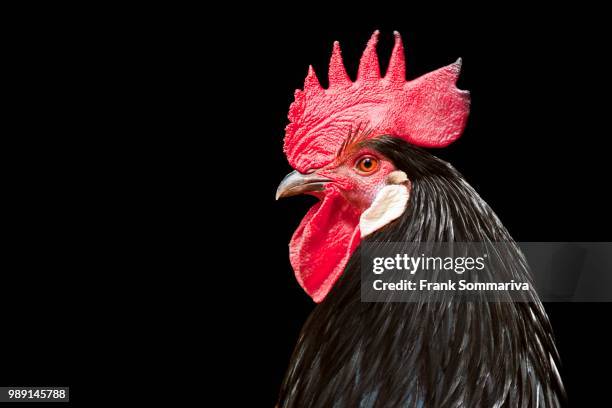 cock, domestic chicken (gallus domesticus), germany - gallus gallus stock pictures, royalty-free photos & images
