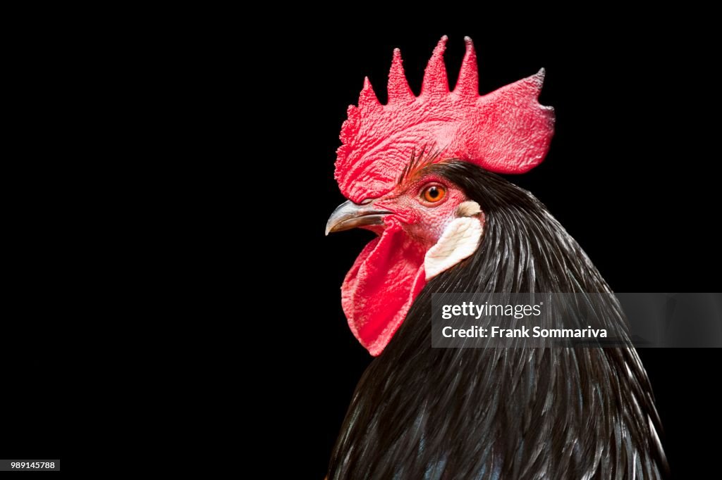 Cock, domestic chicken (Gallus domesticus), Germany