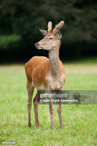 young red deer (cervus elaphus) with velvet antlers, captive, bavaria, germany - antler stock pictures, royalty-free photos & images