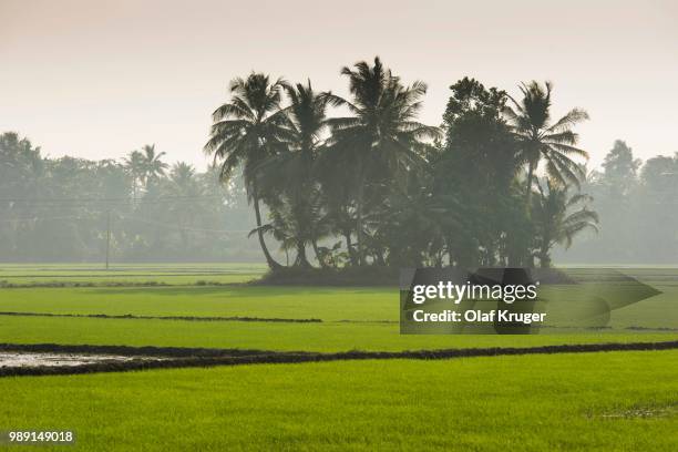 palm trees and paddy fields, backwaters, kerala, malabar coast, south india, india - palm coast stock pictures, royalty-free photos & images