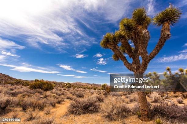 joshua tree landscape, joshua tree national park, california - leckert stockfoto's en -beelden