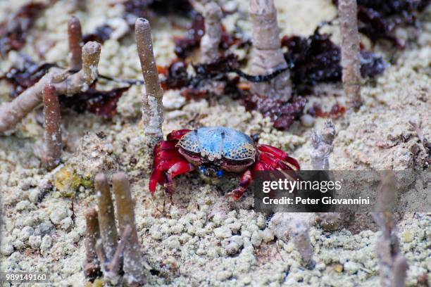 fiddler crab (uca tetragonon) without fully grown claws, curieuse island, seychelles - wenkkrab stockfoto's en -beelden