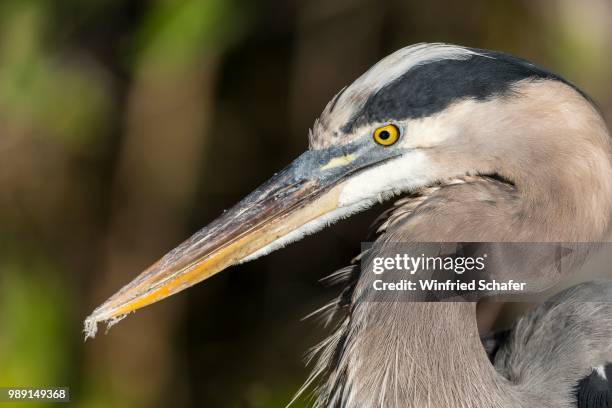 grey heron (ardea cinerea) portrait, anhinga trail, everglades national park, florida, united states - gele ogen stockfoto's en -beelden