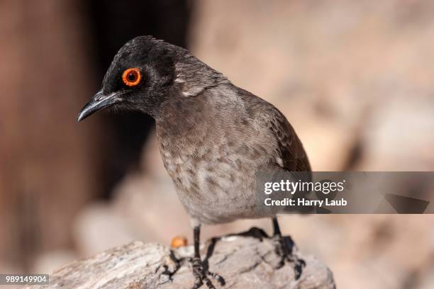 african red-eyed bulbul (pycnonotus nigricans), etosha national park, namibia - bulbuls stock pictures, royalty-free photos & images