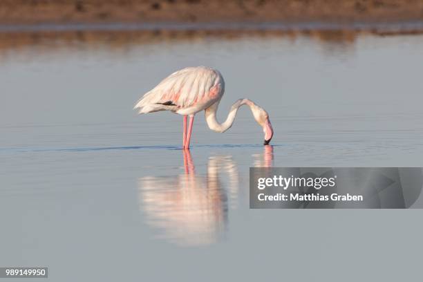 american flamingo (phoenicopterus ruber) foraging for food, little rann of kutch, gujarat, india - rann of kutch stock pictures, royalty-free photos & images