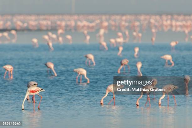 american flamingo (phoenicopterus ruber) colony foraging for food, little rann of kutch, gujarat, india - rann of kutch stock pictures, royalty-free photos & images