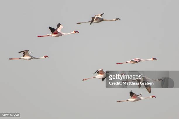 american flamingo (phoenicopterus ruber) colony in flight, little rann of kutch, gujarat, india - rann of kutch stock pictures, royalty-free photos & images