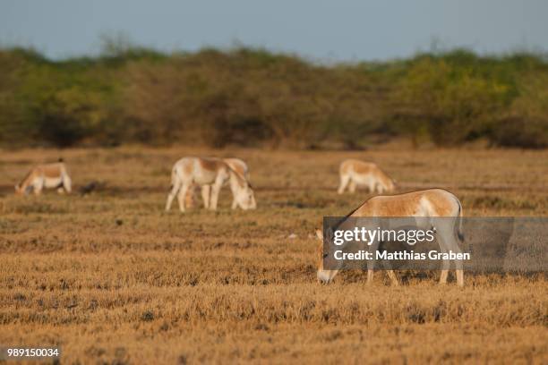 onagers or asiatic wild asses (equus hemionus), endangered species, little rann of kutch, gujarat, india - rann of kutch stock pictures, royalty-free photos & images