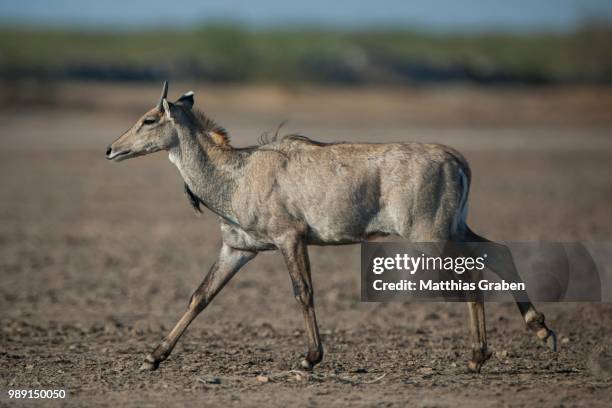 nilgai or nilgau (boselaphus tragocamelus), young male running, little rann of kutch, gujarat, india - rann of kutch stock pictures, royalty-free photos & images