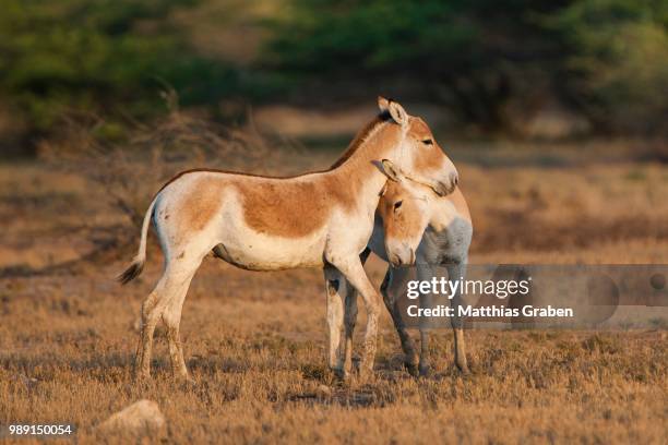 onagers or asiatic wild asses (equus hemionus), endangered species, showing dominance through head gestures, little rann of kutch, gujarat, india - rann of kutch stock pictures, royalty-free photos & images