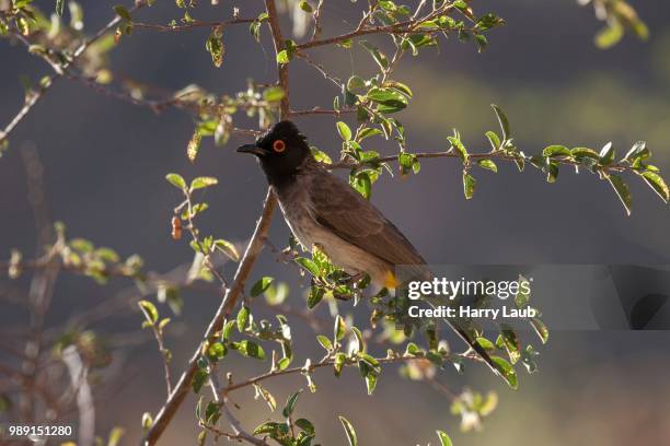 african red-eyed bulbul (pycnonotus nigricans), namibia - bulbuls stock pictures, royalty-free photos & images