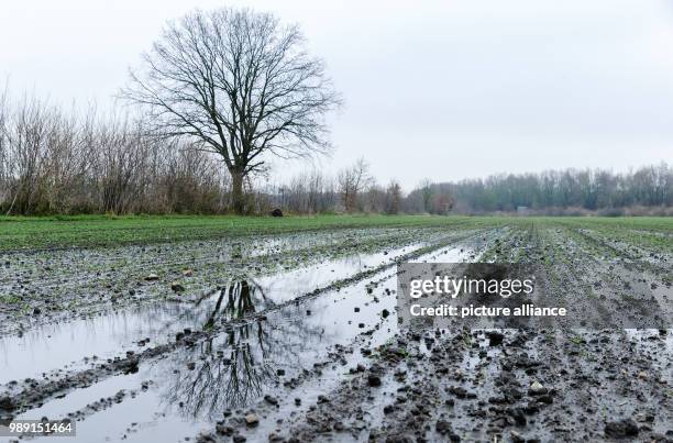 Field with winter cereals covered by water near Grosshansdorf, Germany, 15 December 2017. The record-breaking rains this year are likely to reduce...