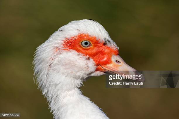 muscovy duck (cairina moschata), namibia - muscovy duck stockfoto's en -beelden