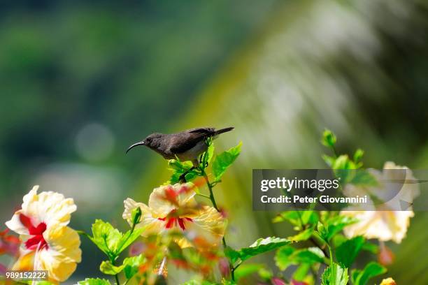 seychelles sunbird (nectarinia dussumieri), mahe, seychelles - souimanga photos et images de collection