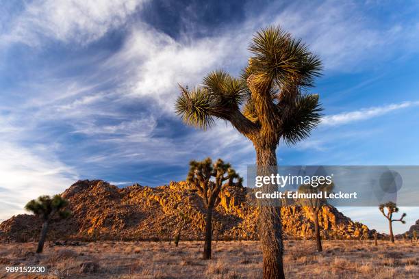 joshua tree farm, joshua tree national park, california - leckert 個照片及圖片檔