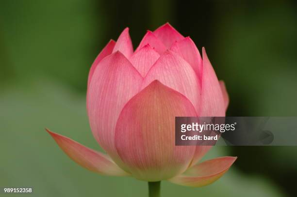 macau water lily - bard stock pictures, royalty-free photos & images