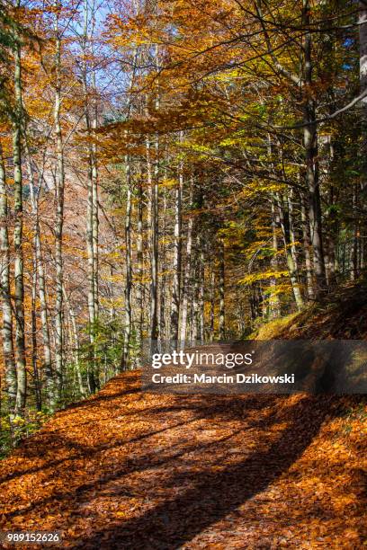 Dzikowski Signs Dzikowski Photos and Premium High Res Pictures - Getty Images