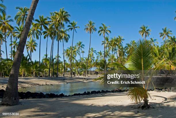 palm grove, pu'uhonua o honaunau national historical park, big island, hawaii - kona coast stockfoto's en -beelden