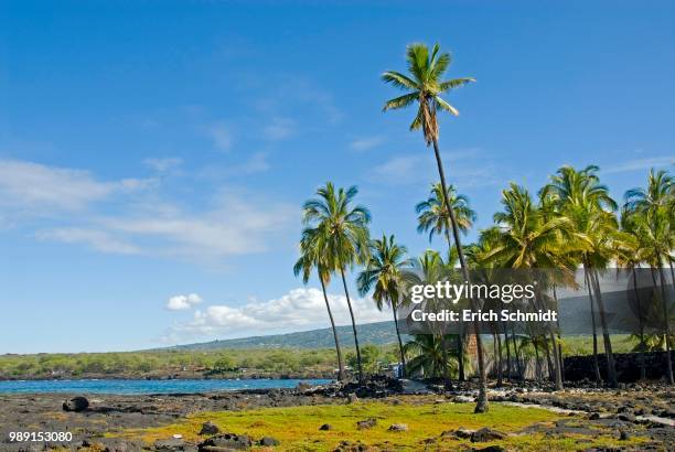 palm grove, pu'uhonua o honaunau national historical park, big island, hawaii - kona coast stockfoto's en -beelden