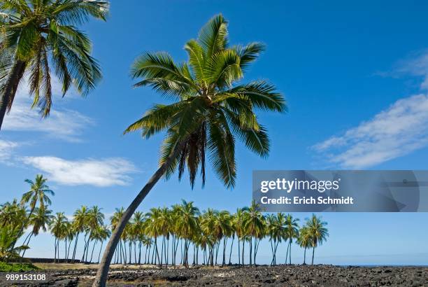 palm grove, pu'uhonua o honaunau national historical park, big island, hawaii - kona coast imagens e fotografias de stock