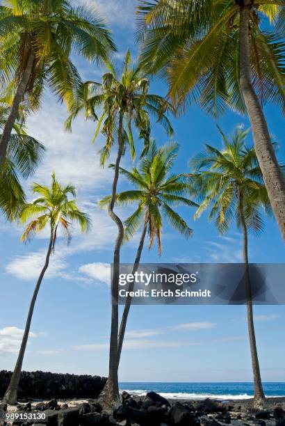 palm grove, pu'uhonua o honaunau national historical park, big island, hawaii - kona coast imagens e fotografias de stock