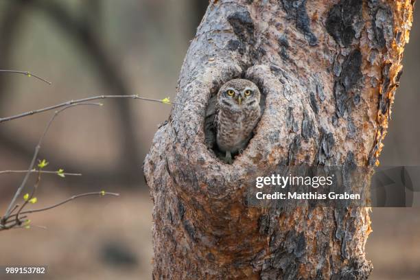 spotted owlet (athene brama) in tree hole, sasan-gir, gir forest national park, gujarat, india - brama stock pictures, royalty-free photos & images