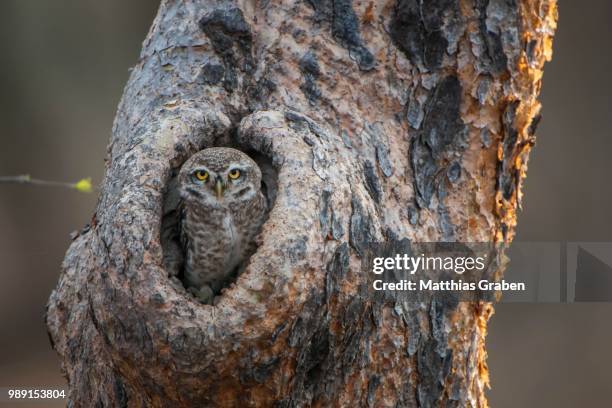 spotted owlet (athene brama) in tree hole, sasan-gir, gir forest national park, gujarat, india - brama 個照片及圖片檔