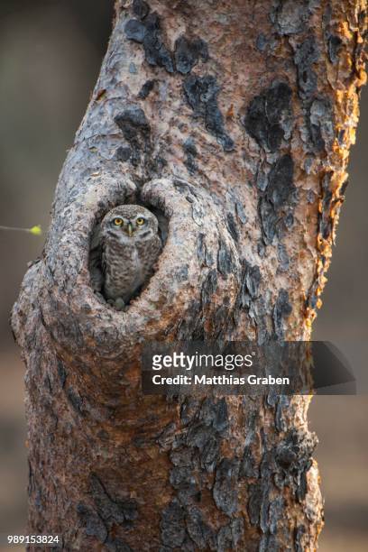spotted owlet (athene brama) in tree hollow, sasan-gir, gir forest national park, gujarat, india - brama stock-fotos und bilder