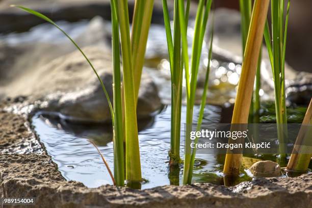 chervil reflection! - chervil stock pictures, royalty-free photos & images