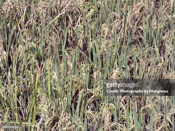 rice grains - シンガラジャ ストックフォトと画像