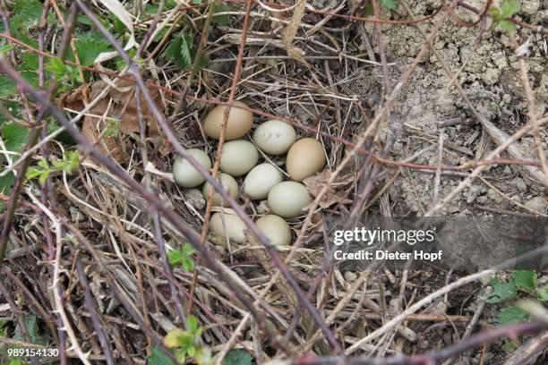 gray partridge eggs (perdix perdix), nest with eight eggs and two pheasant eggs, lower austria, austria - perdix stock pictures, royalty-free photos & images