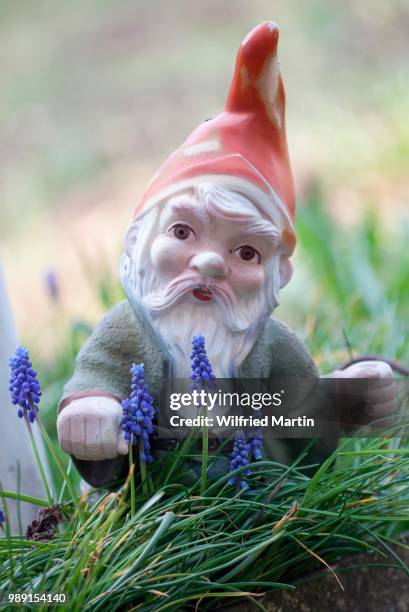 garden gnome amongst grape hyacinths (muscari botryoides) - muscari botryoides stock pictures, royalty-free photos & images