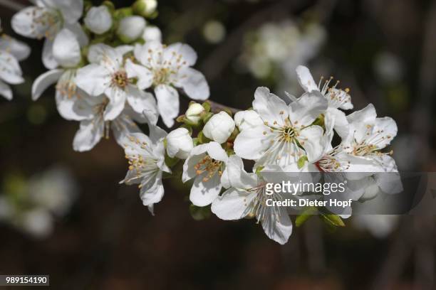 wild or sweet cherry (prunus avium) flowers, lower austria, austria - wild cherry tree stock-fotos und bilder