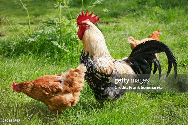 domestic chicken (gallus domesticus), rooster and hens, germany - gallus gallus stock pictures, royalty-free photos & images