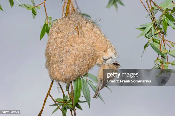 eurasian penduline tit (remiz pendulinus) on the nest, thuringia, germany - eurasian penduline tit stock pictures, royalty-free photos & images
