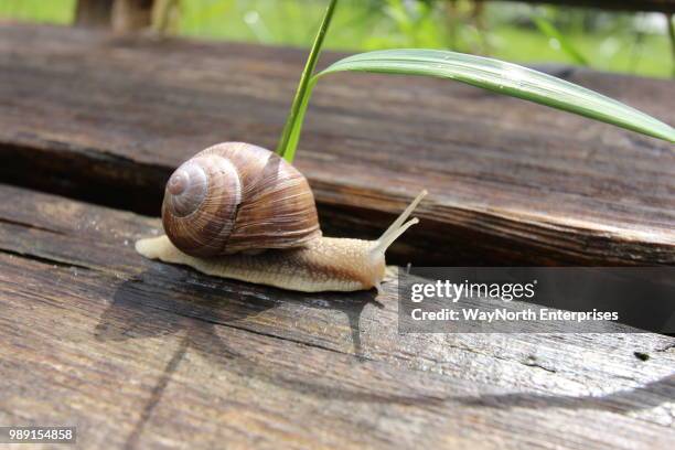 out for a stroll - garden snail stock pictures, royalty-free photos & images