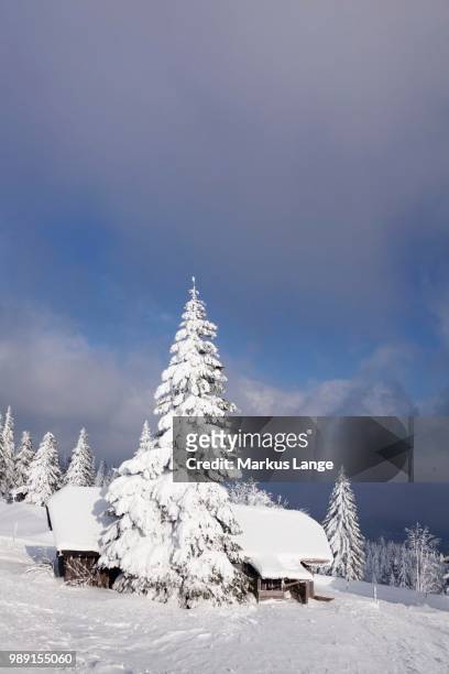 snow-covered cabin on kandel mountain, black forest, baden-wuerttemberg, germany - kandeel stock pictures, royalty-free photos & images