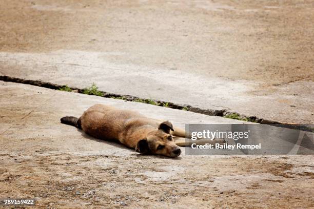 afternoon nap - rempel stock pictures, royalty-free photos & images