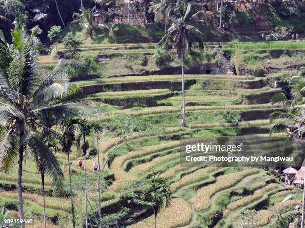 terraced ricefields - シンガラジャ ストックフォトと画像