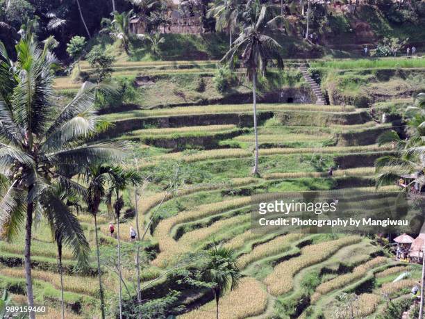 terraced ricefields - singaraja imagens e fotografias de stock