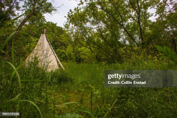Teep Tree 556 Tree Teepee Stock Photos, High-Res Pictures, and Images - Getty Images