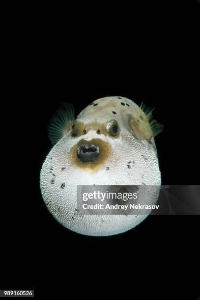 blackspotted puffer or dog-faced puffer (arothron nigropunctatus), bohol sea, cebu, philippines - arothron puffer stock pictures, royalty-free photos & images