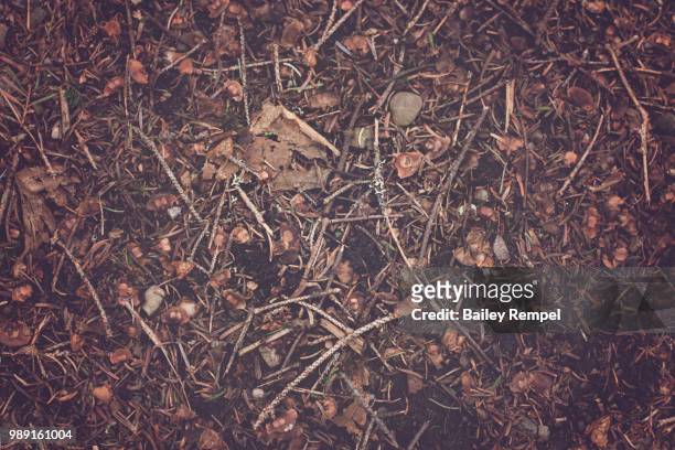 the forest floor - rempel stock pictures, royalty-free photos & images
