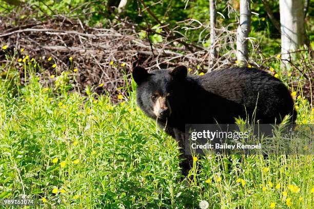 stare down - rempel stock-fotos und bilder