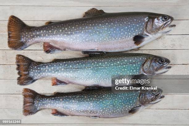 char (salvelinus) on white wooden planks - arctic char stock-fotos und bilder