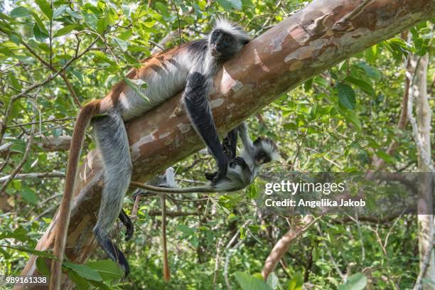 zanzibar red colobus (procolobus kirkii), female with young on a tree, endemic species, jozani chwaka bay national park, unguja, zanzibar archipelago, tanzania - bay tree photos et images de collection