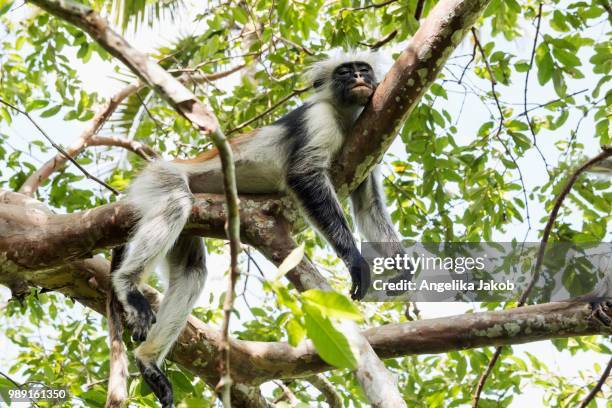 zanzibar red colobus (procolobus kirkii) sleeping on a tree, endemic species, jozani chwaka bay national park, unguja, zanzibar archipelago, tanzania - bay tree photos et images de collection