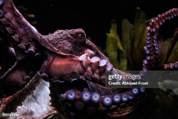octopus - zuignap stockfoto's en -beelden