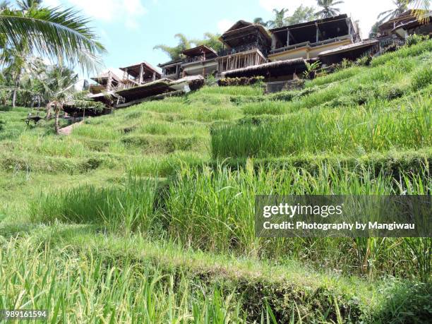 ubud ricefields - シンガラジャ ストックフォトと画像